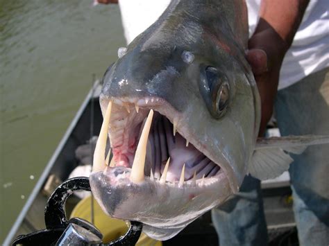 alluc big fish|Big Fish .